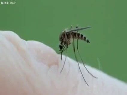 Sivrisinek Kirli Kanı Emér Mi?